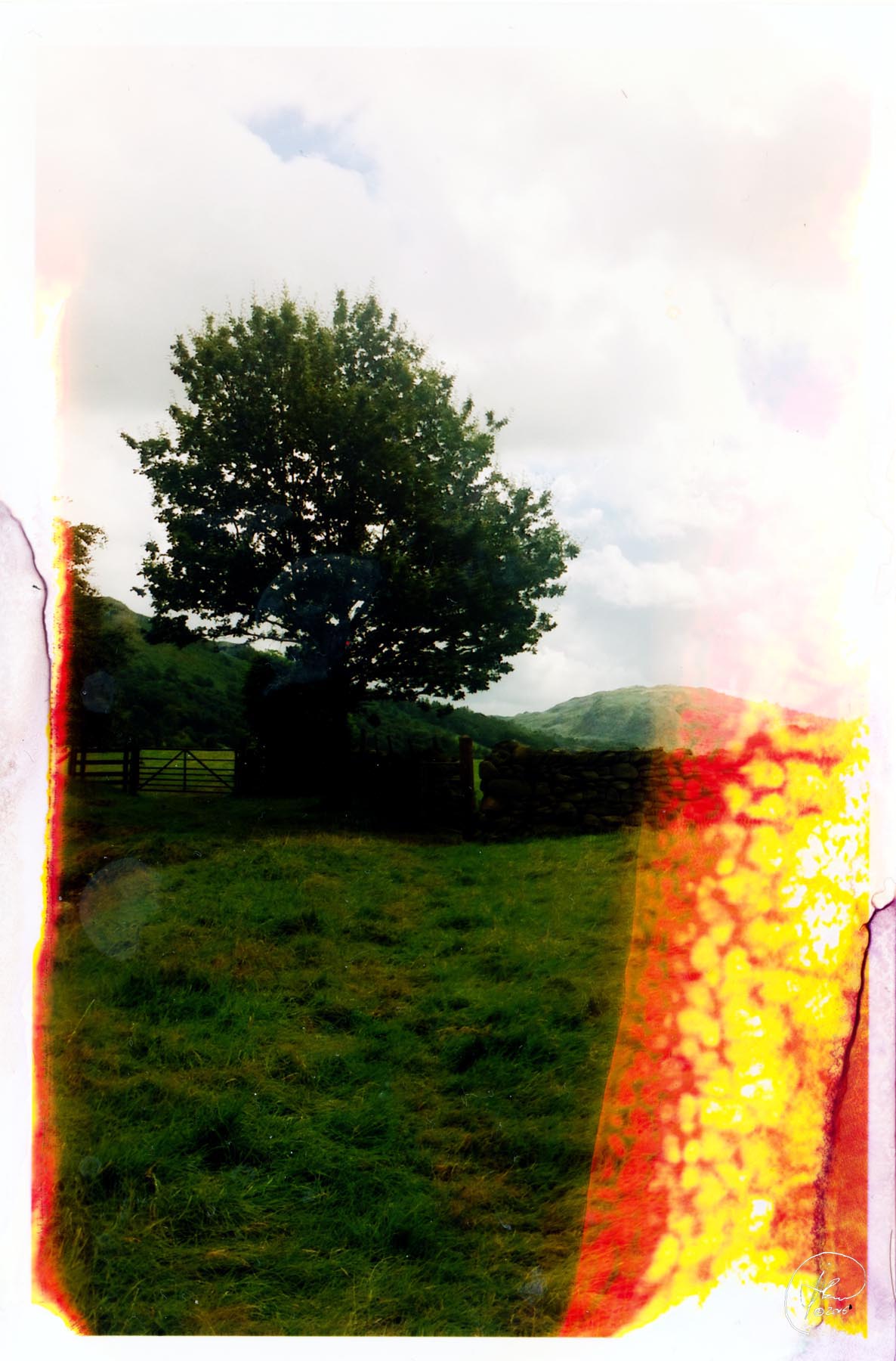tree