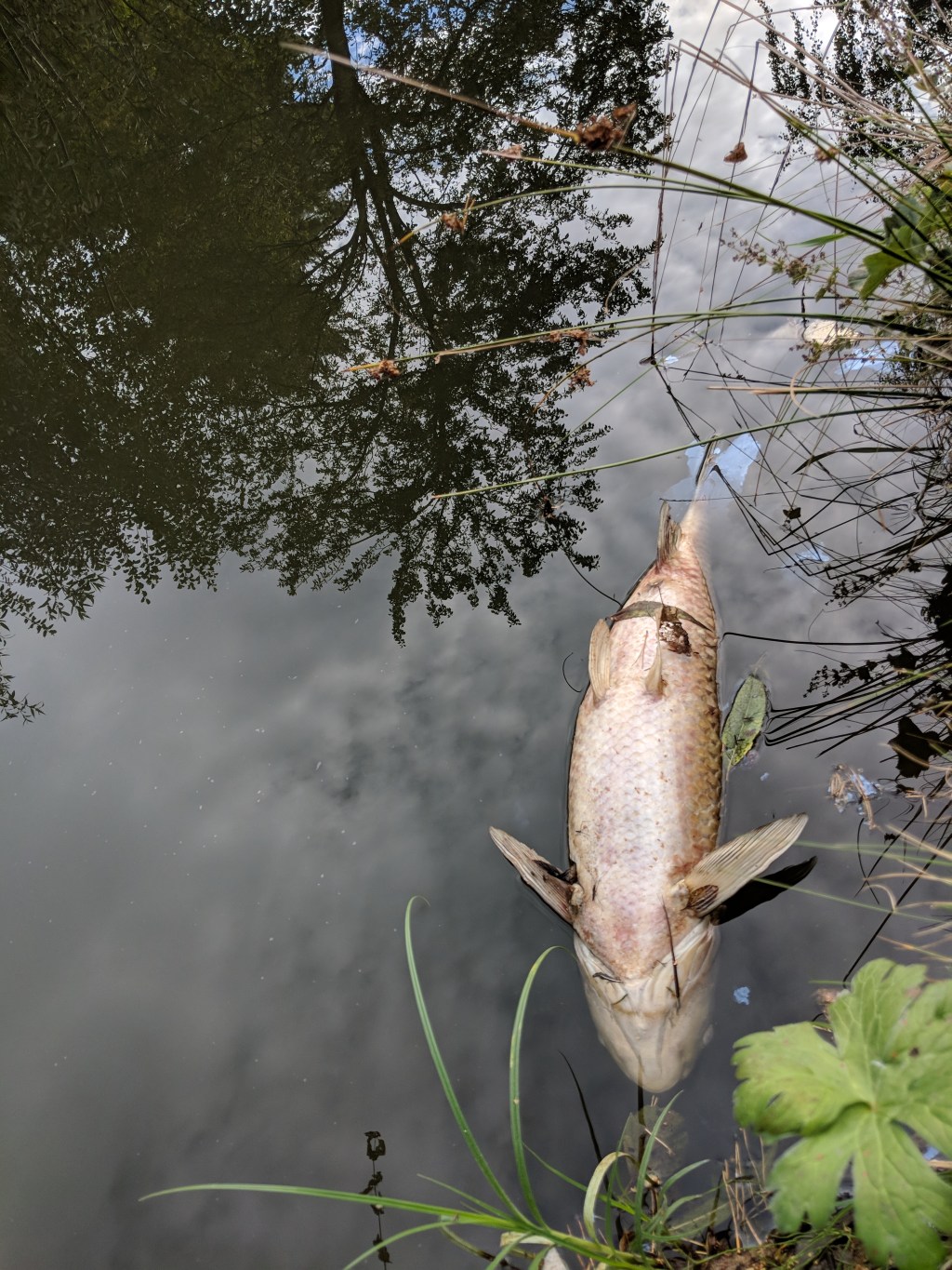 Alone With the&nbsp;Tone